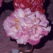 Tomorrow's Dawn Delight Variegated